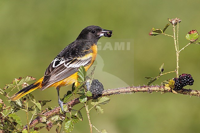 Adult male
Galveston Co., TX
April 2012 stock-image by Agami/Brian E Small,