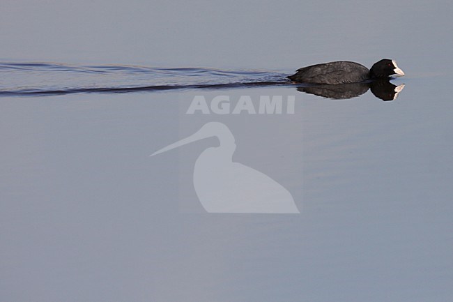 Zwemmende Meerkoet; Swimming Eurasian Coot stock-image by Agami/Chris van Rijswijk,