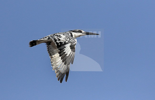 Pied Kingfisher (Ceryle rudis) flying past in Senegal. stock-image by Agami/Jacques van der Neut,