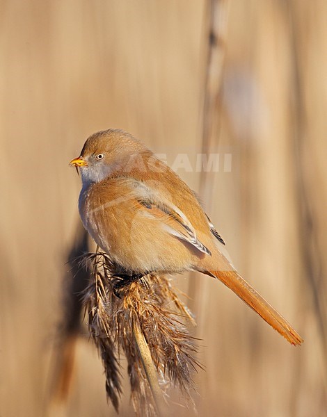 Vrouwtje Baardman in riet; Female Bearded Reedling in reedbed stock-image by Agami/Markus Varesvuo,