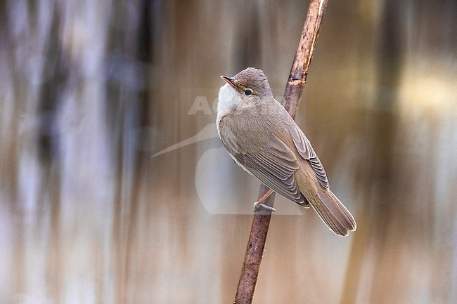 Common Reed Warbler, Acrocephalus scirpaceus, in Italy. stock-image by Agami/Daniele Occhiato,