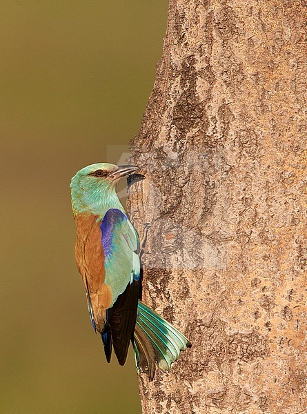 Scharrelaar bij nesthol; European Roller at nest-hole stock-image by Agami/Markus Varesvuo,