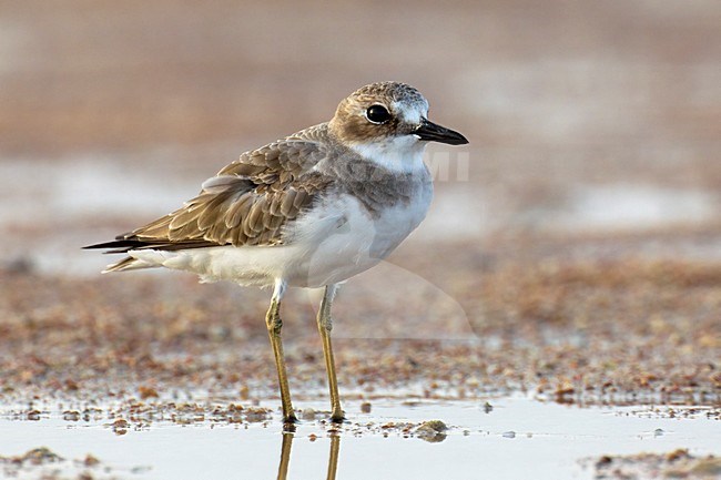 Woestijnplevier in eerste winterkleed; Greater Sand Plover in first winter plumage stock-image by Agami/Daniele Occhiato,