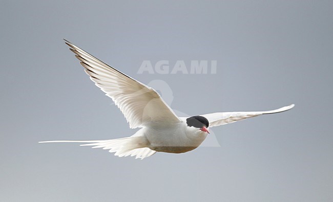 Noordse Stern, Arctic Tern, Sterna paradisaea stock-image by Agami/Hugh Harrop,