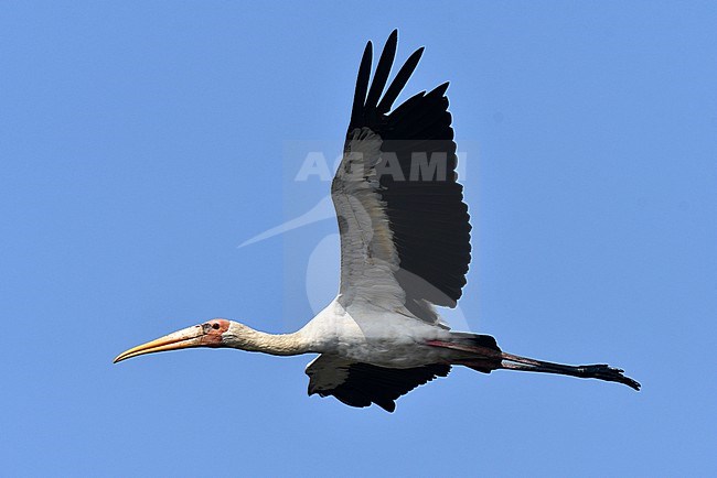 Milky Stork (Mycteria cinerea) in Jakarta bay, on Java, Indonesia. stock-image by Agami/Laurens Steijn,