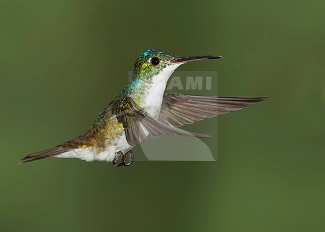 Vliegend mannetje Andesamazilia, Flying male Andean Emerald stock-image by Agami/David Hemmings,