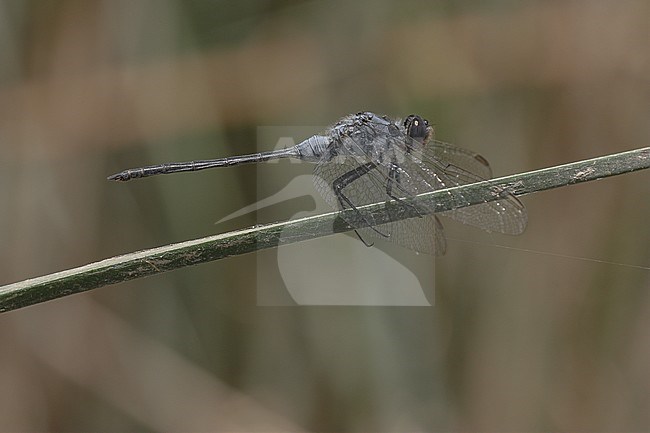 Mannetje Lange oeverlibel, Male Long Skimmer stock-image by Agami/Paul Schrijvershof,