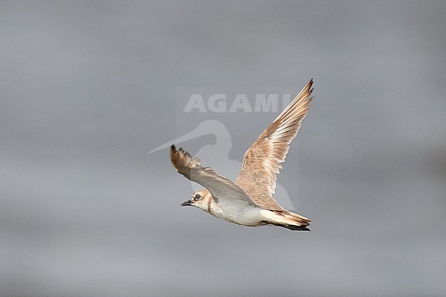 Javan Plover (Charadrius javanicus) in flight on Java, Indonesia. stock-image by Agami/Laurens Steijn,