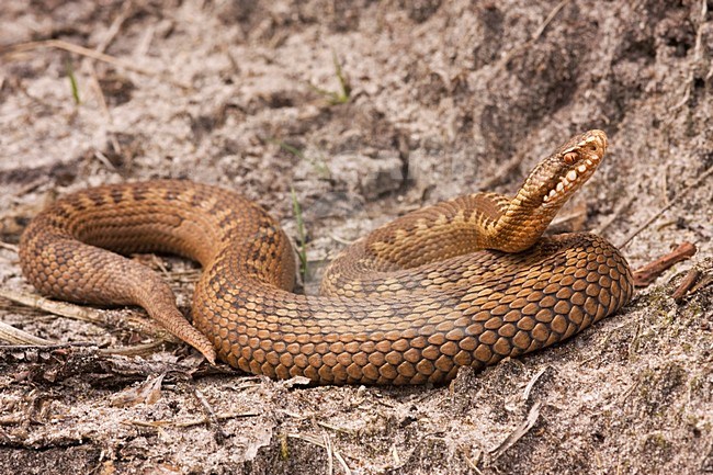 Adde; Common Viper stock-image by Agami/Rob Olivier,