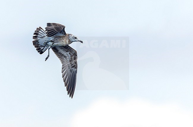 First-winter Audouin's Gull (Ichthyaetus audouinii) during autumn in Ebro delta, Spain. The global population is currently in a rapid reduction. stock-image by Agami/Marc Guyt,