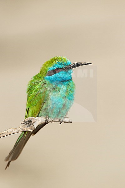 Arabian (Little) Green Bee-eater - Smaragdspint - Merops cyanophrys ssp. muscatensis, Oman, adult stock-image by Agami/Ralph Martin,