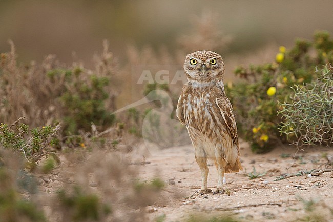 Little Owl - Steinkauz - Athene noctua saharae, Morocco, adult stock-image by Agami/Ralph Martin,