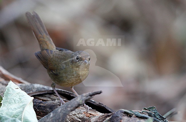 White-bellied Redstart (Luscinia phaenicuroides) female at Doi Lang,  Thailand stock-image by Agami/Helge Sorensen,