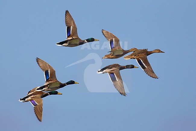 Groep Wilde Eenden in de vlucht; Group of Mallards in flight stock-image by Agami/Daniele Occhiato,