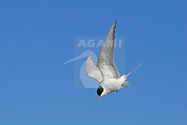 Adult Arctic Tern (Sterna paradise) in flight against a blue sky on Svalbard, Arctic Norway. stock-image by Agami/Pete Morris,