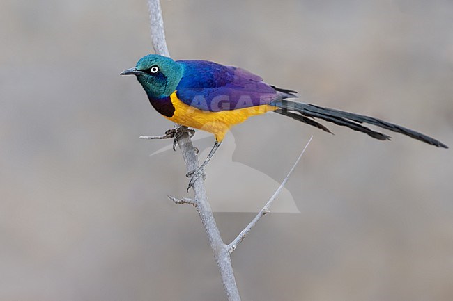 Golden-breasted Starling (Lamprotornis regius) in Tanzania. stock-image by Agami/Dubi Shapiro,