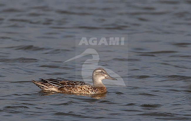 Garganey (Anas querquedula), an adult male in eclipse plumage, swimming in a freshwater lake near Deventer in the Netherlands. stock-image by Agami/Edwin Winkel,