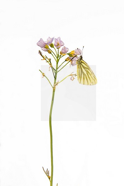 Green-veined White (Pieris napi) stock-image by Agami/Theo Douma,