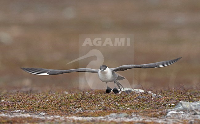 Kleinste Jager in broedgebied; Long-tailed Skua  in breeding habitat stock-image by Agami/Jari Peltomäki,