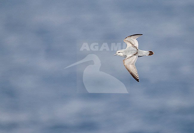 Fulmar Prion (Pachyptila crassirostris) in flight during a sunny day over the southern pacific ocean of subantarctic New Zealand. stock-image by Agami/Marc Guyt,
