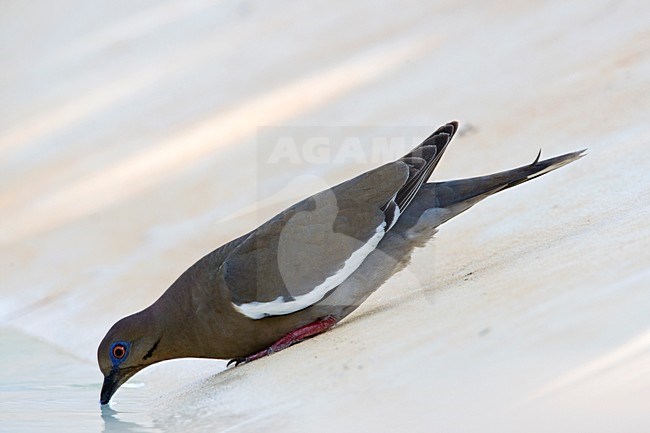 Witvleugeltreurduif drinkend Mexico, White-winged Dove drinking Mexico stock-image by Agami/Wil Leurs,