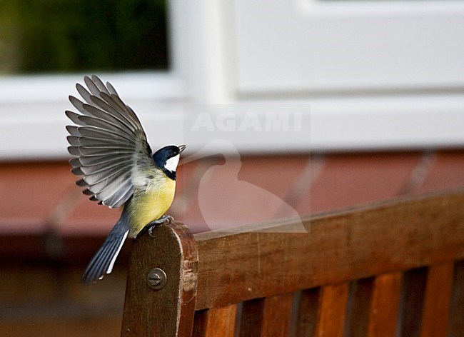 Koolmees flapperend met vleugels; Great Tit wingflapping stock-image by Agami/Marc Guyt,