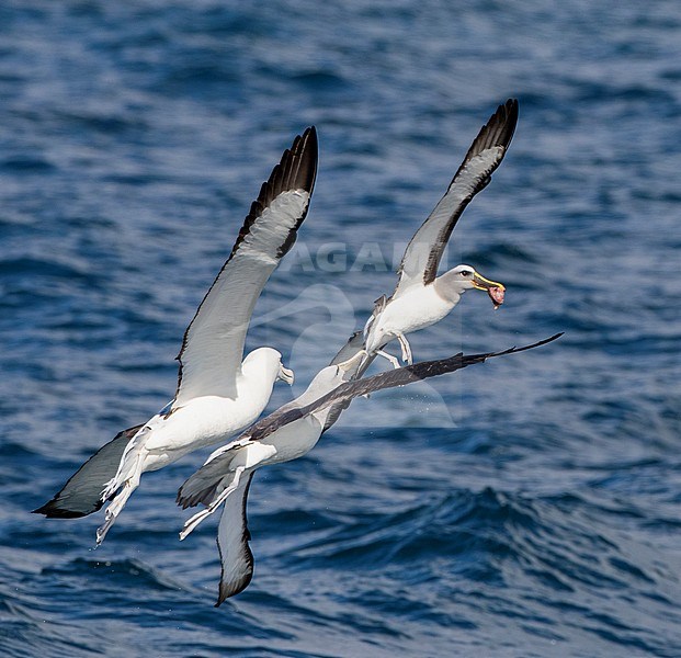 Northern Buller's Albatross (Thalassarche bulleri platei) with fish in its beak at sea off Chatham Islands, subantarctic New Zealand. Attacked by Salvin’s and Northern Royal Albatross. stock-image by Agami/Marc Guyt,