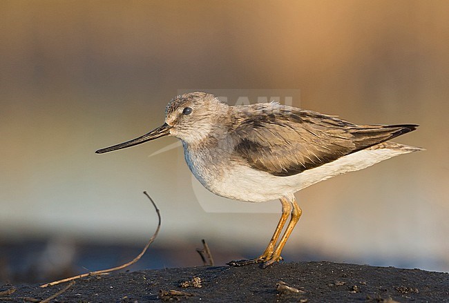 Terek Sandpiper - Terekwasserläufer - Xenus cinereus, Oman stock-image by Agami/Ralph Martin,