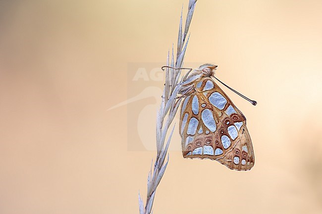 Side view of a Queen of Spain Fritillary in de shadow with the sun in the background stock-image by Agami/Onno Wildschut,