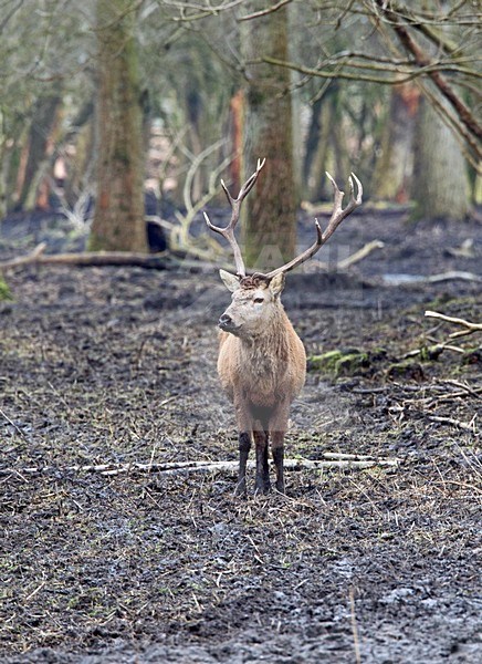 Edelhert in de Oostvaardersplassen; Red Deer in landscape stock-image by Agami/Roy de Haas,