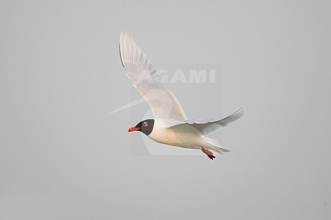 Mediterranean Gull adult flying; Zwartkopmeeuw volwassen vliegend stock-image by Agami/Marc Guyt,