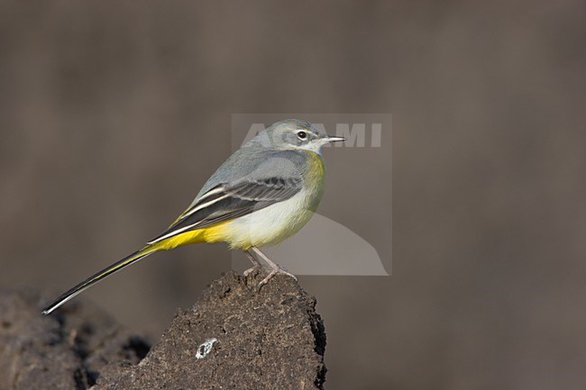 Grote Gele Kwikstaart zittend Grey Wagtail perched stock-image by Agami/Ran Schols,