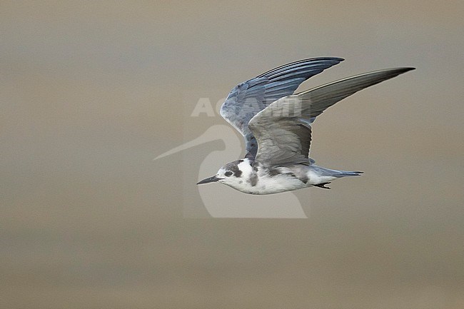 Adult non-breeding American Black Tern (Chlidonias niger surinamensis) in transition to breeding plumage at Galveston County, Texas, in spring. Flying past. stock-image by Agami/Brian E Small,