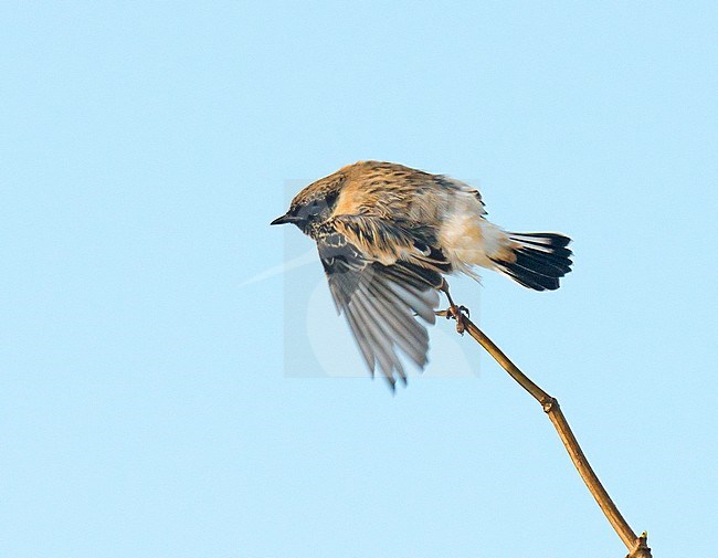 Caspian Stonechat, Kaspische roodborsttapuit, Saxicola variegatus stock-image by Agami/Arnoud B van den Berg ,