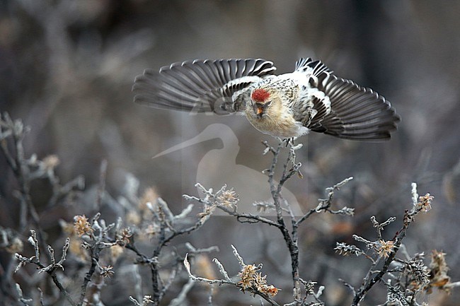 Arctic Redpoll (Carduelis hornemanni) setting of out of a tree with snow stock-image by Agami/Chris van Rijswijk,