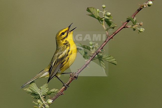 Zingend mannetje Prairie zanger, Singing male Prairie Warbler stock-image by Agami/Brian E Small,