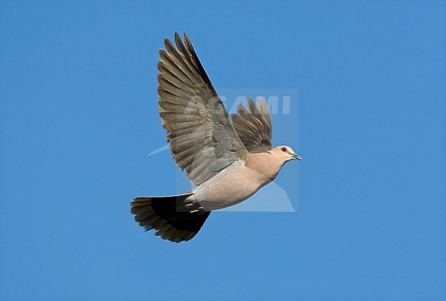 Roodoogtortel, Red-eyed Dove, Streptopelia semitorquata stock-image by Agami/Marc Guyt,