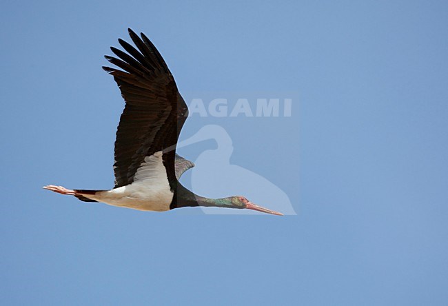 Volwassen Zwarte ooievaar in vlucht, Adult Black Stork in flight stock-image by Agami/Markus Varesvuo,