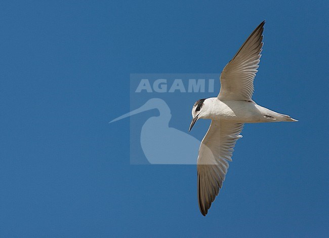 First-winter Little Tern (Sternula albifrons) in flight in southern Spain during against a beautiful autumn blue sky. stock-image by Agami/Marc Guyt,