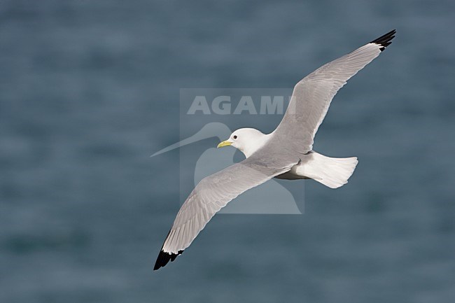 Volwassen Drieteenmeeuw in de vlucht; Adult Black-legged Kittiwake in flight stock-image by Agami/Arie Ouwerkerk,