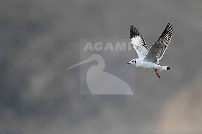 Brown-headed Gull (Larus brunnicephalus) Tajikistan, 1st summer in flight stock-image by Agami/Ralph Martin,