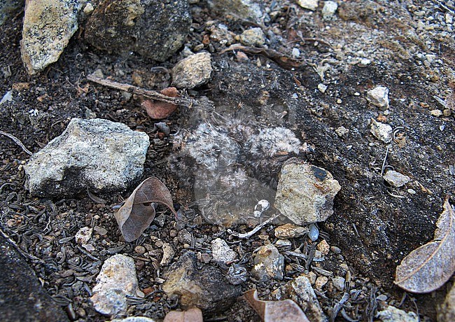 Pygmy Nightjar (Nyctipolus hirundinaceus hirundinaceus) nest in Brazil. Day old chick. stock-image by Agami/Andy & Gill Swash ,