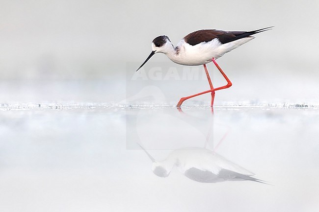 Adult Black-winged Stilt (Himantopus himantopus) in Italy. stock-image by Agami/Daniele Occhiato,