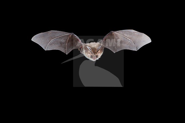 Gewone grootoorvleermuis vliegend, Brown long-eared bat flying stock-image by Agami/Theo Douma,