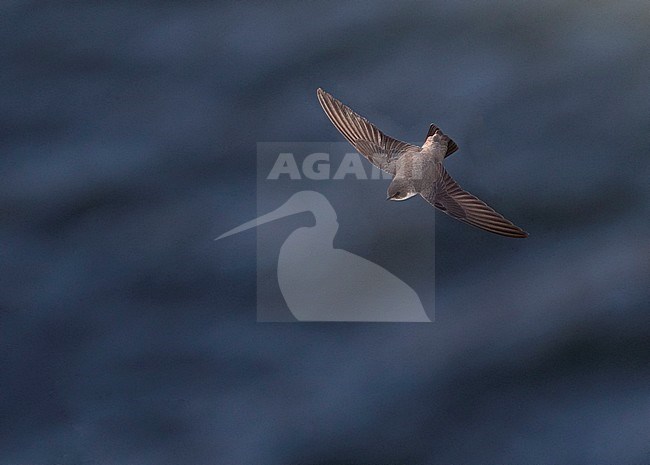 Eurasian Crag Martin (Ptyonoprogne rupestris) in flight against a blue river in Spain. Seen from above. stock-image by Agami/Marc Guyt,