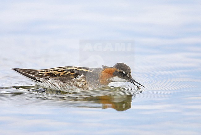 Red-necked Phalarope (Phalaropus lobatus) Norway June 2005 stock-image by Agami/Markus Varesvuo,