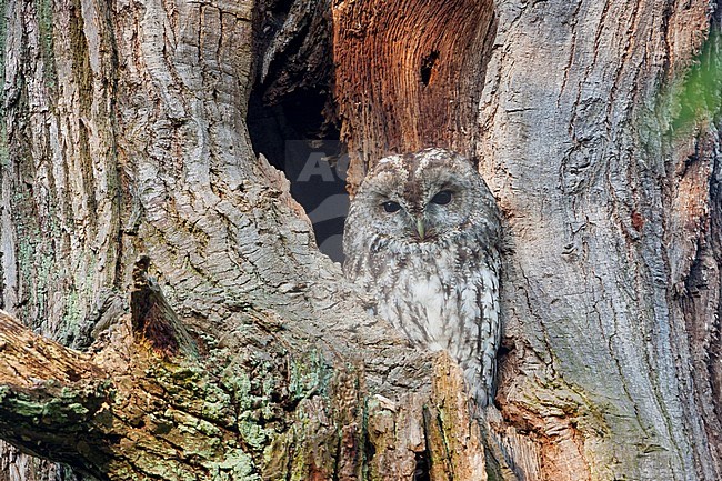 Tawny Owl - Waldkauz - Strix aluco aluco, Germany, adult stock-image by Agami/Ralph Martin,