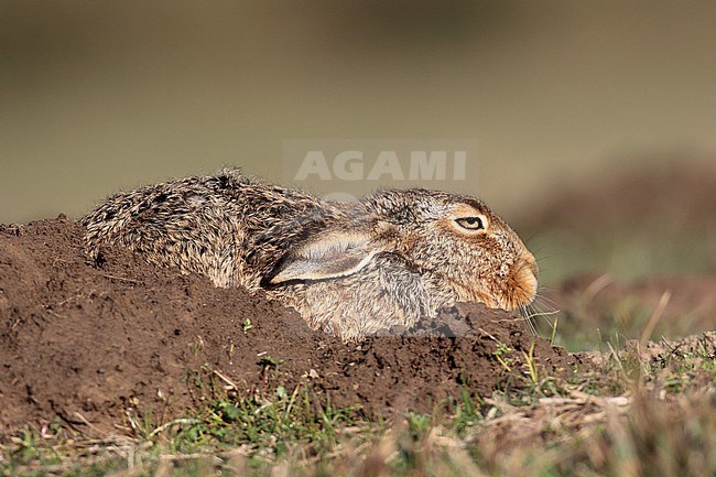 Een zonnende haas. stock-image by Agami/Jacques van der Neut,