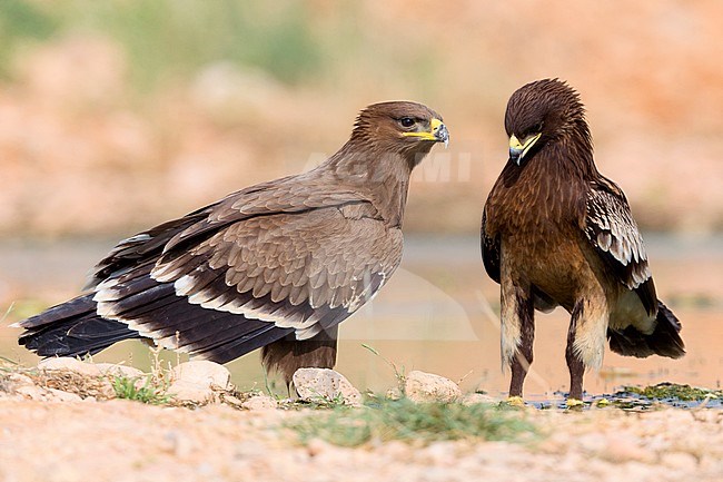 Steppe Eagle, Juvenile together with a Greater Spotted Eagle, Salalah, Dhofar, Oman (Aquila nipalensis) stock-image by Agami/Saverio Gatto,