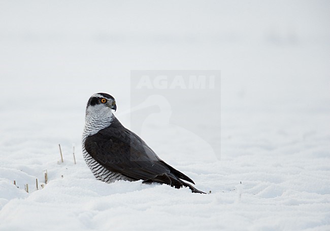 Havik zittend in de sneeuw; Northern Goshawk perched in the snow stock-image by Agami/Markus Varesvuo,
